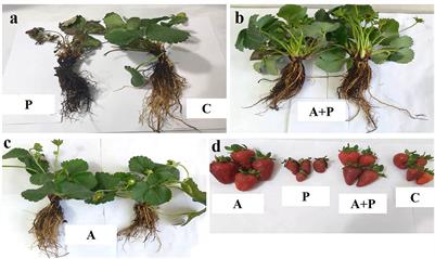 Macroalgal treatment to alleviate the strawberry yield loss caused by Macrophomina phaseolina (Tassi) Goid. in greenhouse cultivation system